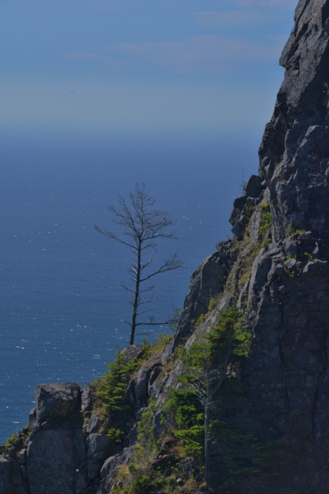 A viewpoint overlooking the Oregon coastline